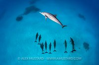 Spinner Dolphins. Egypt