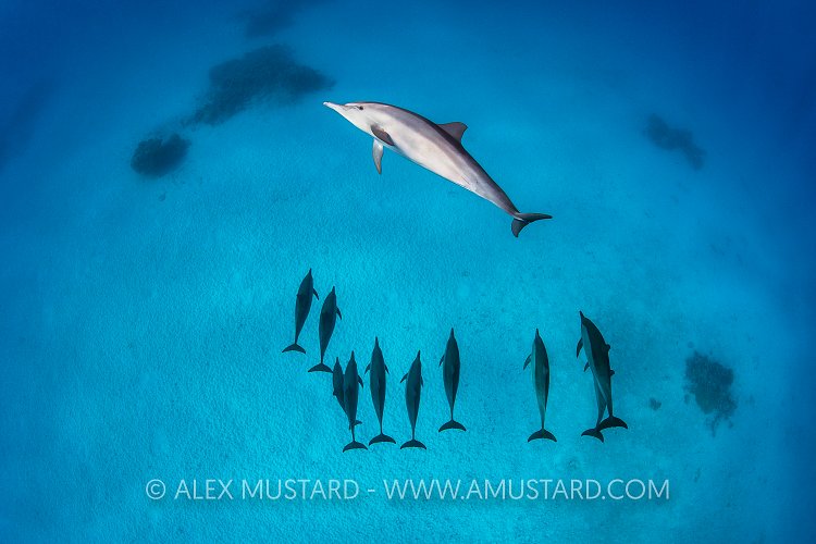 Spinner Dolphins. Egypt