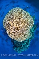 Coral Bommie. Red Sea
