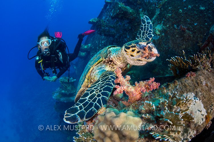 A diver (Kat Felton) encounters a hawksbill sea turtle (hawksbill turtle: hawksbill: Eretmochelys imbricata) descends through blue water. Abu Nuhas, Egypt. Strait of Gubal, Gulf of Suez, Red Sea.