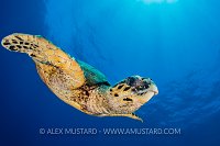 Hawksbill Swoop. Egypt