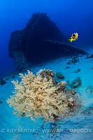 Carnatic Life. Egypt