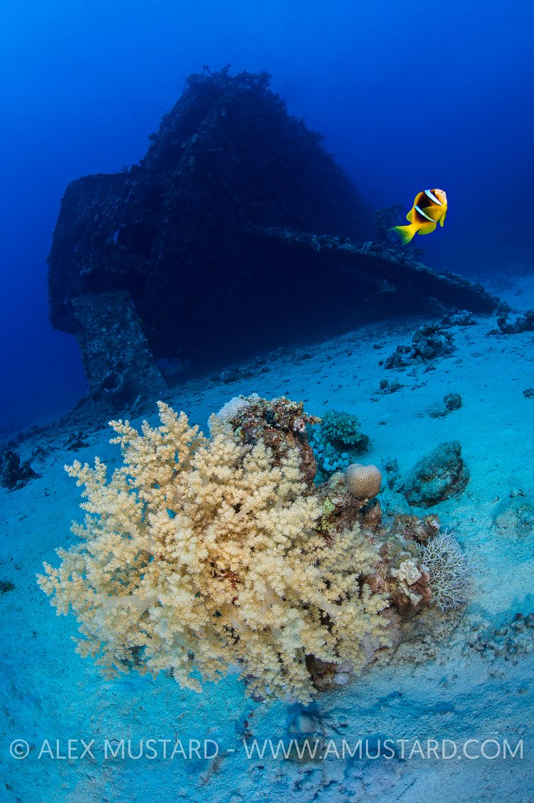 Carnatic Life. Egypt