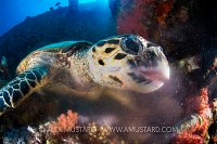 Turtle Feeding. Egypt