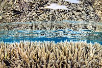 Shallow Corals. Egypt