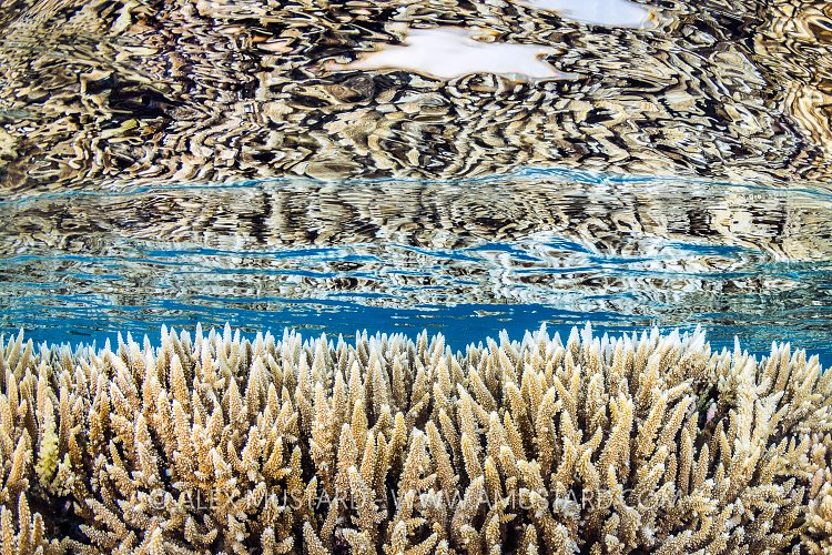 Shallow Corals. Egypt