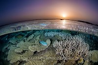Coral Reef At Sunset. Egypt