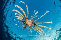 Lionfish Stalking. Egypt