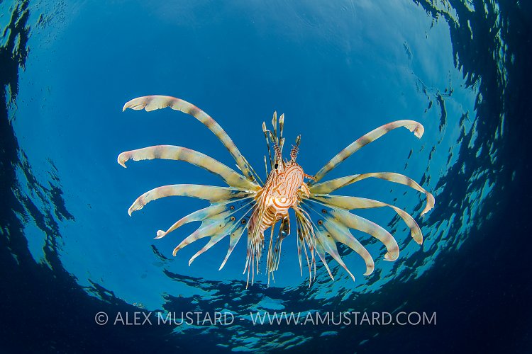 Lionfish In Snell's Window. Egypt