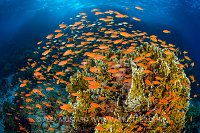Anthias Reef Scene. Egypt