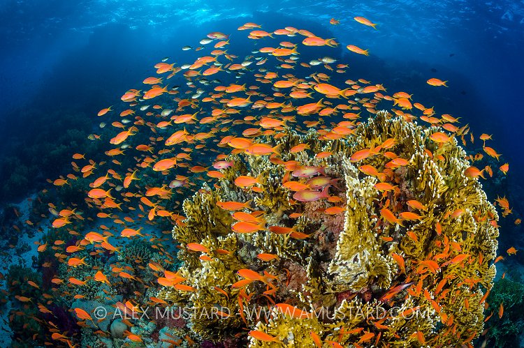 Anthias Reef Scene. Egypt