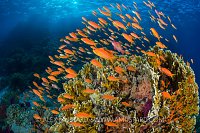 Anthias Reef Scene. Egypt