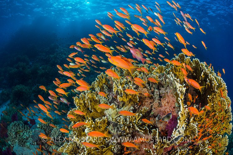 Anthias Reef Scene. Egypt
