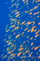 Anthias Swarm. Egypt