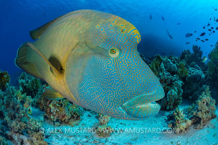 Napoleon Wrasse. Egypt