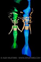 Red Sea Mermaids. Egypt