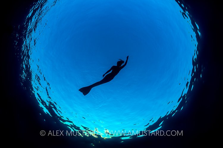 Mermaid Silhouette. Red Sea