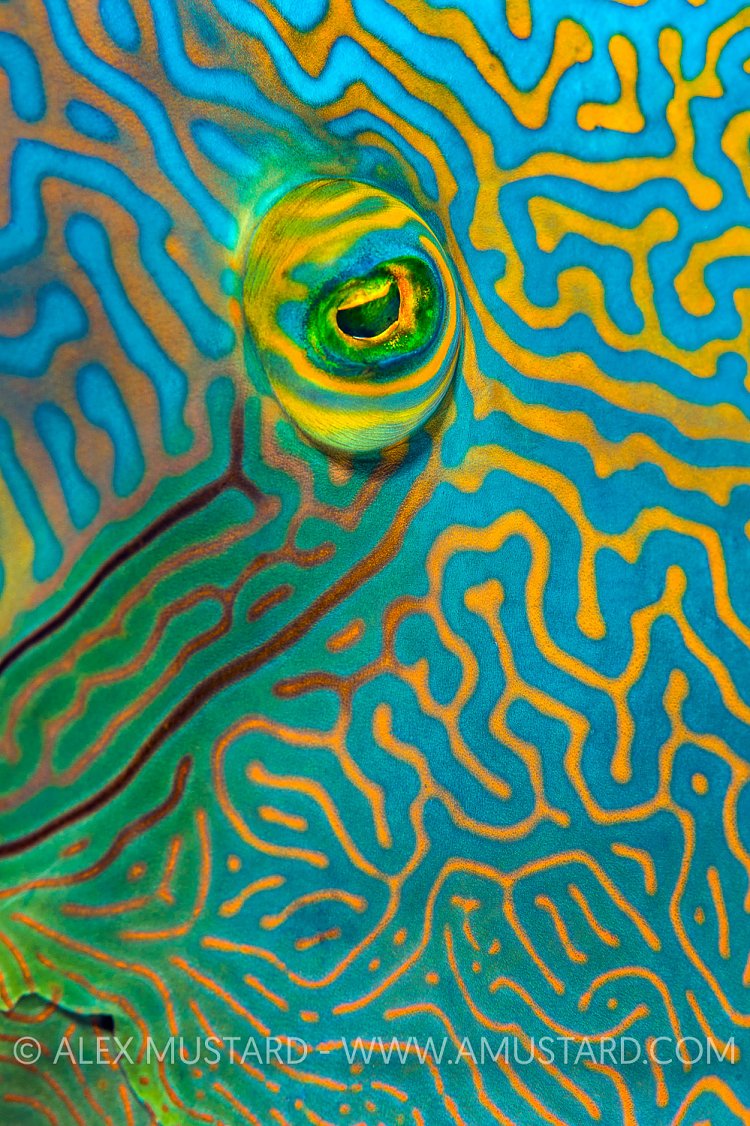 Napoleon's Eye. Egypt