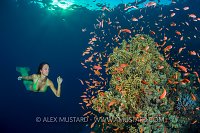 Mermaid And Reef. Egypt