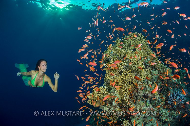 Mermaid And Reef. Egypt