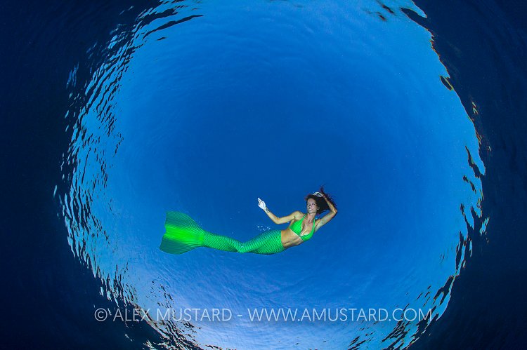 Mermaid In Snell. Egypt