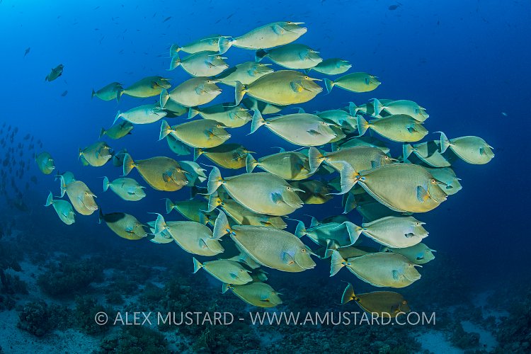 Unicornfish School. Egypt