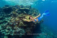 Reef Mermaid. Egypt
