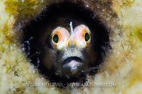 Unidentified Blenny. Egypt