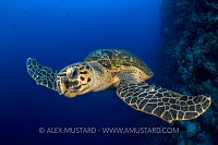 Hawksbill Chewing. Egypt