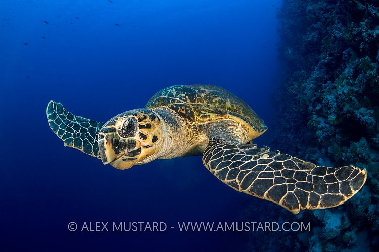 Hawksbill Chewing. Egypt