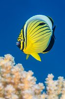 Butterflyfish Over Coral. Egypt
