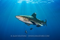 Oceanic In Beams. Egypt