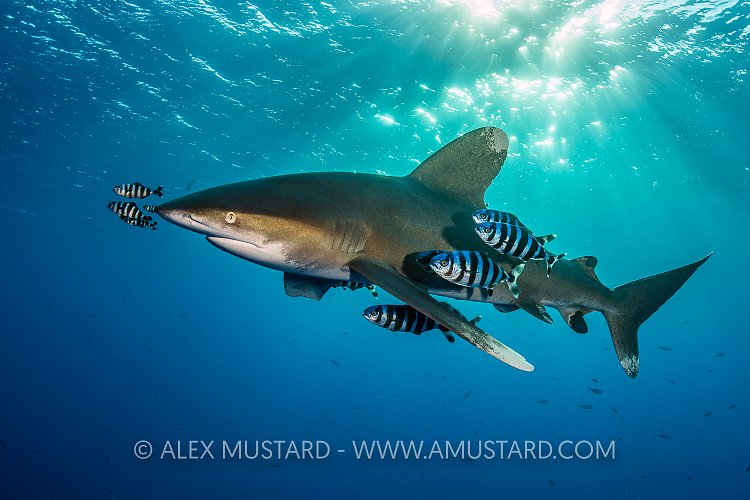 Oceanic In Evening Light. Egypt