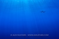 Oceanic In The Big Blue. Red Sea