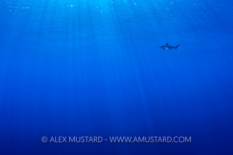 Oceanic In The Big Blue. Red Sea