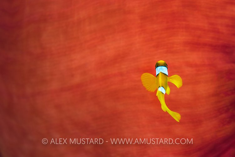 A young Red Sea anemonefish (two band anemonefish: Amphiprion bicinctus) swims over a magnificent sea anemone (Heteractis magnifica). Daedelus Reef, Egypt. Red Sea.