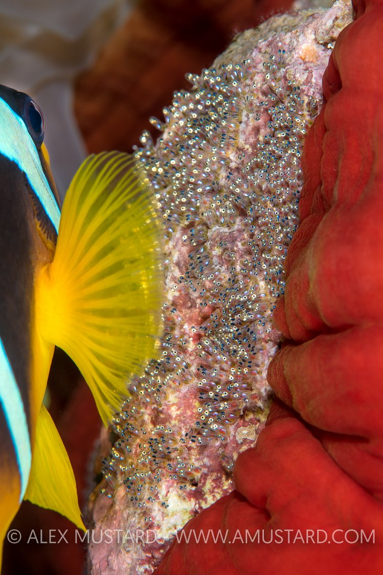 Anemonefish Fans Eggs. Egypt
