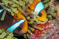 Anemonefish Parental Care. Egypt