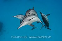 Spinner Dolphins. Egypt