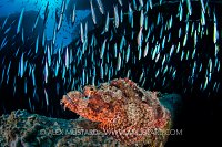 Scorpionfish On Thistlegorm. Egypt