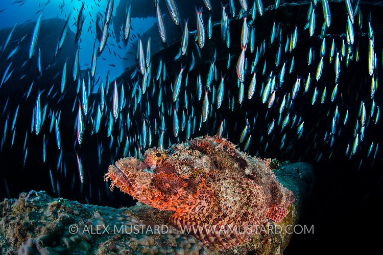 Scorpionfish On Thistlegorm. Egypt
