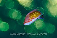 Anthias Bokeh. Egypt