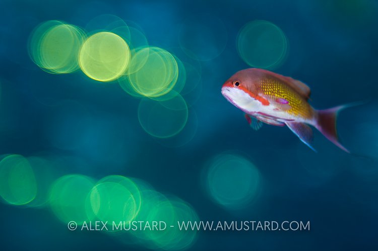 Anthias Bokeh. Egypt