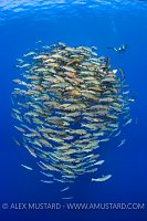 Bohar Snappers. Egypt