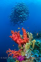 Bohar Snapper School Over Reef. Egypt
