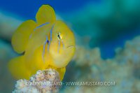 Lemon Goby. Egypt