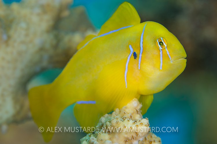 Lemon Goby. Egypt