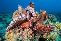 Octopus Knife Fight. Egypt