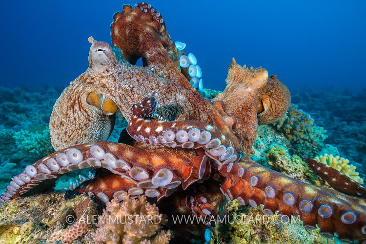 Octo Fight. Egypt
