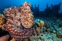 Victorious Octopus. Egypt